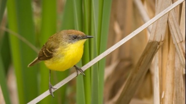 Realizarán el "Gran día" de la Observación de Aves