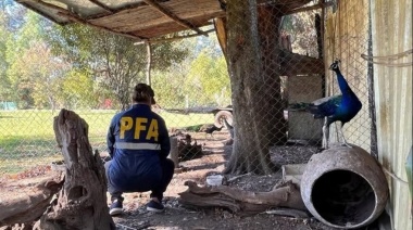 Rescatan 19 aves de especies protegidas en una vivienda 