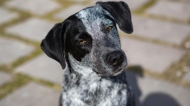 Envenenamiento masivo de perros en Magdalena