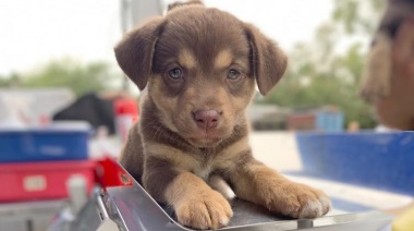 Atienden miles de mascotas de forma gratuita en Lomas