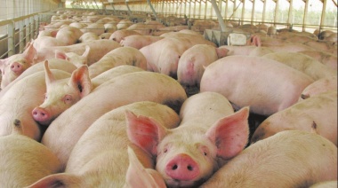 Alerta epidemiológica por un brote de triquinosis en Carhué