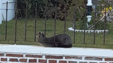 Despliegan protocolo por gripe aviar en Monte Hermoso tras aparición de un lobo marino en una vivienda