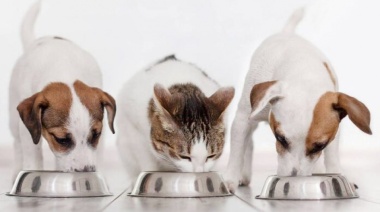 Cuenta DNI suma un beneficio: reintegro del 40% con tope semanal de $10.000 en veterinarias y pet shops