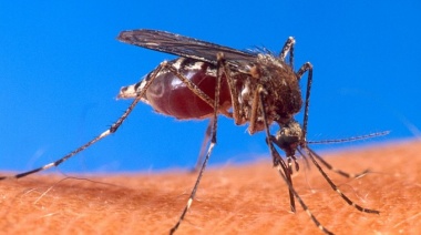 Alertan por un brote "muy grave" de dengue en la Provincia