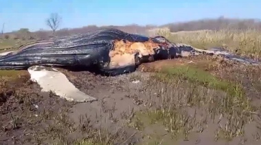 Hallan una ballena muerta en las costas del Río de la Plata
