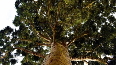 La maravilla natural única en Sudamérica que está a menos de una hora de Lomas de Zamora