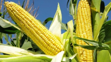 Junto con la UBA, la Provincia busca desarrollar una nueva variedad de maíz