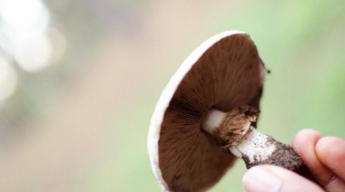 Crece el micoturismo con la tercera edición del Claromecó Fungi