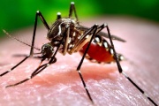 Confirman brotes de dengue en 17 municipios