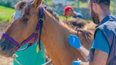 Encefalitis equina en humanos: van cuatro muertes confirmadas en la provincia