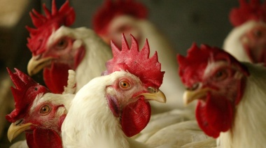 Dos nuevos distritos bonaerenses confirman casos de gripe aviar