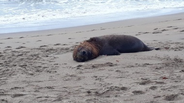 Mar del Plata: aparecieron lobos marinos muertos y crece la preocupación por posible contagio masivo de gripe aviar