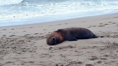 Confirman que los lobos marinos murieron de gripe aviar