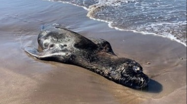 Gripe aviar: más lobos marinos muertos