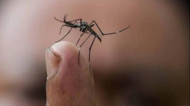 Chikungunya: más de 500 casos en 19 municipios bonaerenses “en brote”