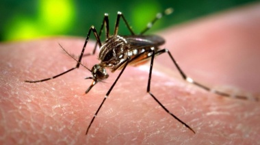 Reapareció el Chikungunya en la Provincia