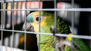 Decomisan más de un centenar de aves silvestres, muchas en peligro de extinción