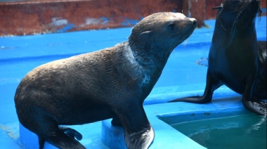 El tierno regreso al mar de dos lobos marinos rescatados por la Fundación Mundo Marino