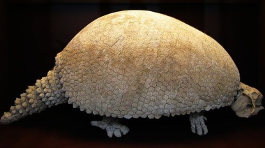 Hallan restos de un gliptodonte de más de 20 mil años de antigüedad