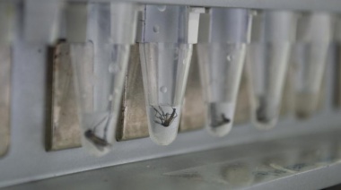 Dengue: identifican por primera vez en AMBA poblaciones de mosquitos resistentes a los insecticidas