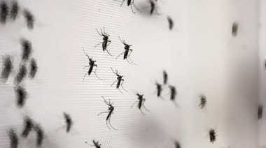 Luego del temporal, ¿vuelve al AMBA el “mosquito de la inundación”?