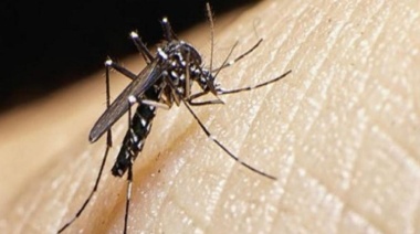 Buenos Aires registra 1168 casos de dengue y 314 de chikungunya en lo que va del año