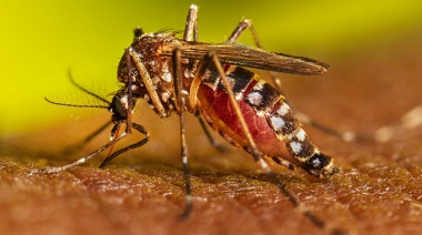 Dengue: cuántos casos hay en la Provincia