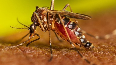 Dengue: ya hay 34 casos importados en la provincia