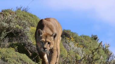 Lobería: atrapan a un puma en pleno centro de la ciudad