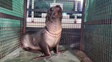 Rescatan a lobo marino con graves heridas en el cuello a causa de basura