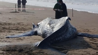 Apareció otra ballena muerta en la costa y crece la preocupación
