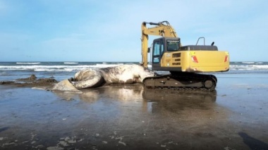 Apareció una ballena sin vida en Santa Teresita