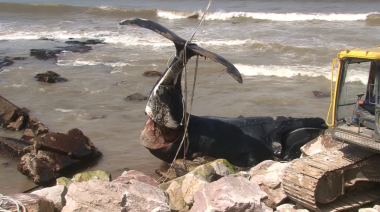 Apareció una ballena franca austral muerta en las costas de Miramar