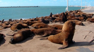 Murieron una decena de lobos marinos e investigan si fue por un brote de influenza aviar