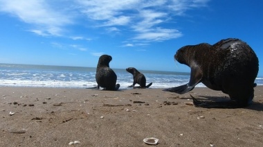 Aparecieron más lobos marinos muertos y crece la preocupación