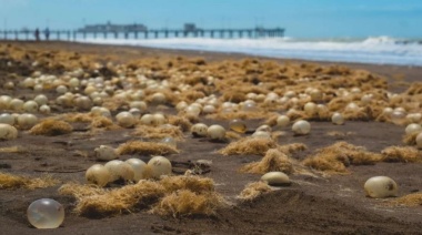 ¿Qué son los organismos amarillos que aparecieron en las playas de Pinamar?