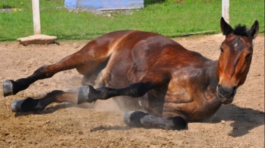 Encefalomielitis equina: en 9 de Julio hay entre 6 y 8 caballos muertos por el virus