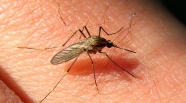Encefalitis equina: confirman la segunda muerte en la provincia de Buenos Aires