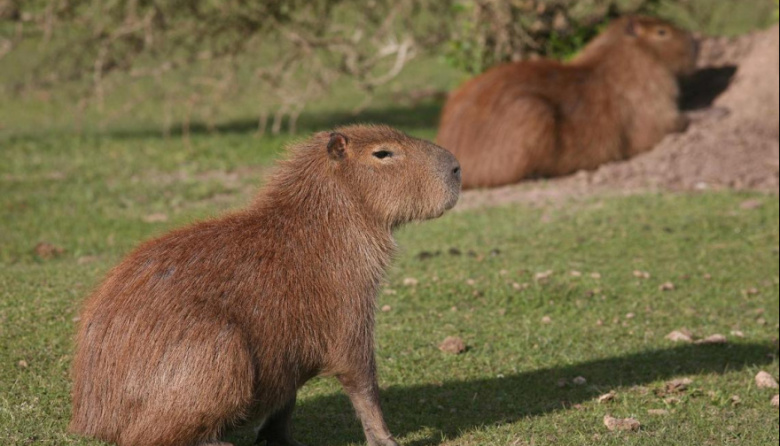 La Provincia avanza con el traslado de carpinchos en Nordelta pese al rechazo ambientalista