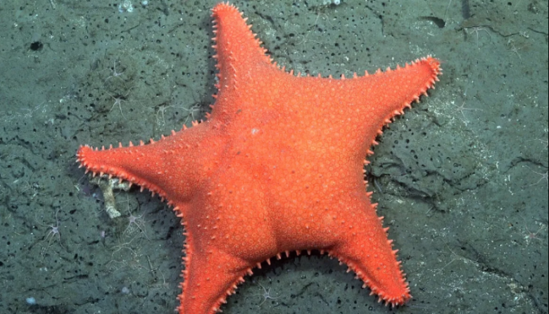 La “estrella culona” llega al Museo MAR de Mar del Plata
