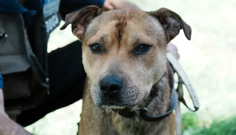 ¿Cómo y cuándo puedo castrar gratuitamente a mi mascota?