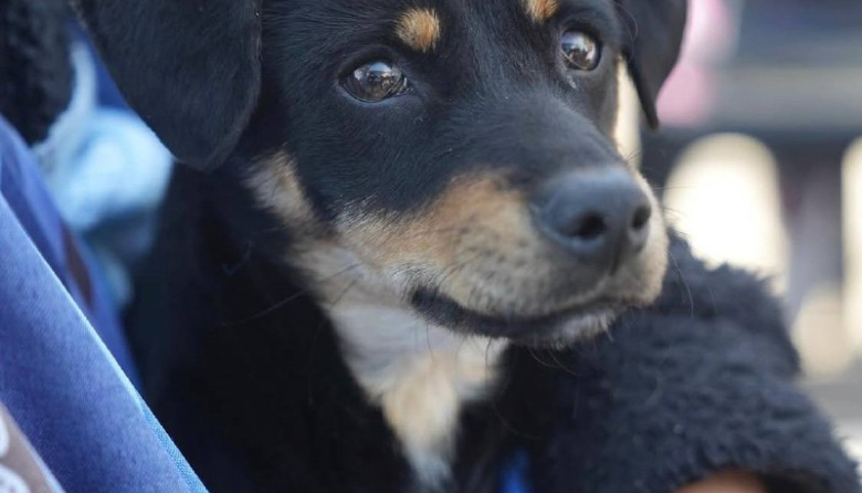 Organizan un "Encuentro por los Animales en Comunidad" con atención veterinaria gratuita en Banfield