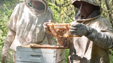 Los productores apícolas registrados en Provincia crecieron un 32% desde 2019