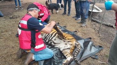 Balcarce: rescatan dos tigres de bengala en un campo