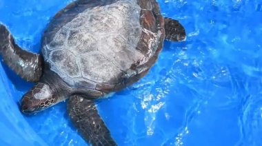 Habilitan un centro de rescate de tortugas marinas en la Universidad del Sur