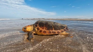 Liberaron a una "tortuga cabezona" que fue atrapada en una red de pesca