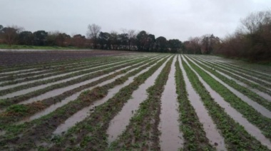 Productores frutihortícolas de La Plata, Florencio Varela y Berazategui afectados por temporal recibirán ayuda económica