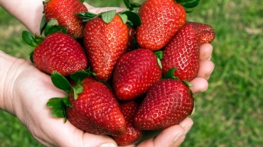Llega la gran Fiesta de la Frutilla con mucha música, baile y artesanías
