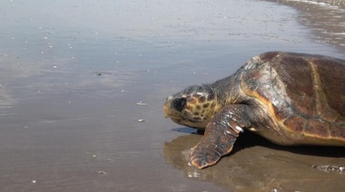 Liberaron a una tortuga cabezona que había quedado atrapada en una red de pesca
