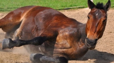 Confirman la primera muerte por encefalomielitis equina en la Provincia